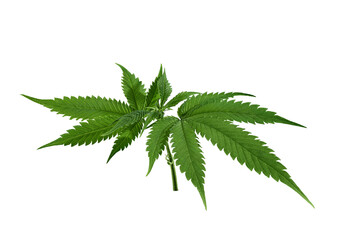 Hemp leaf cut out on transparent background. Marijuana, cannabis leaf for design. - obrazy, fototapety, plakaty