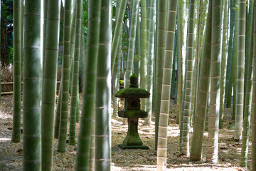 Japanese stone lantern in bamboo forest