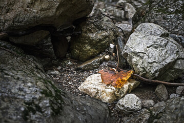 leaf on the rock