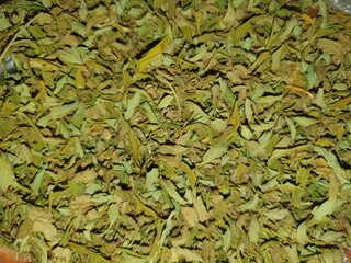 Cannabis leaf texture macro side view.