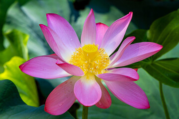 Water Lily in a Lake