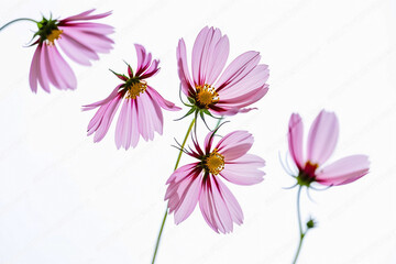 A beautiful ray of cosmos on a white background. Generative AI