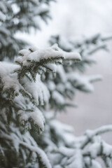 Closeup shot of fir tree covered with fresh snow with shallow focus