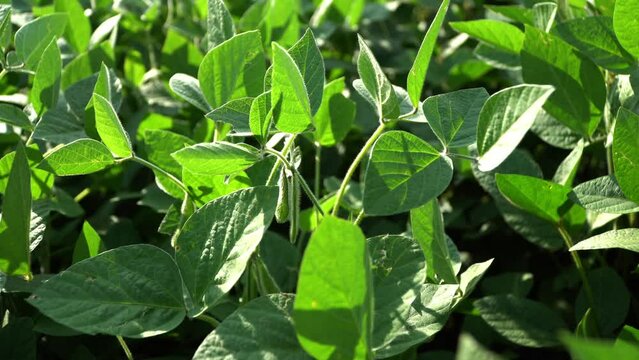 Young soybean pods in a soybean field. Young green pods of varietal soybeans on a plant. 4k footage.