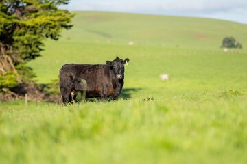 australian farming landscape in springtime with angus and murray grey cows growing beef cattle