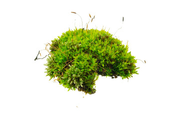 moss on white isolated background