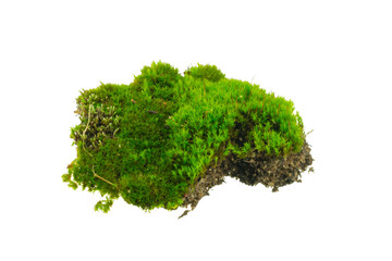 moss on white isolated background