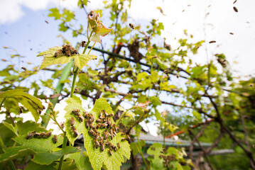 bees on the leaves