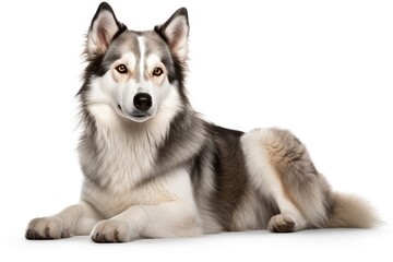 Siberian Huskie cute dog isolated on white background
