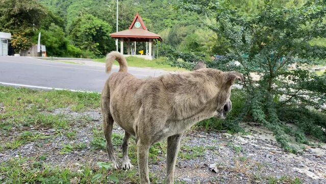 Pran buri, Thailand - Stray dog standing outdoor near street with mountain view background