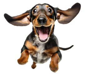 Cute dachshund puppy jumping. Playful dog cut out at background.