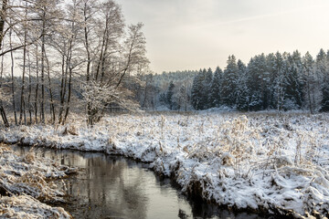 winter forest landscape in the morning
