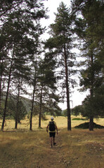 Person walking between tall trees at the source of the Tagus river.