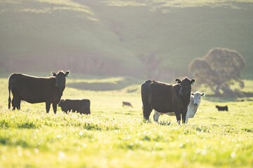 Australian cows grazing in a field on pasture. close up of a white murray grey cow eating grass in a paddock in springtime in australia - obrazy, fototapety, plakaty