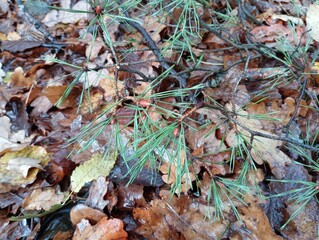 Autumn nature texture. A Christmas tree branch with green thorns lies on a yellowed fallen leaf. Spontaneous photo during a walk.