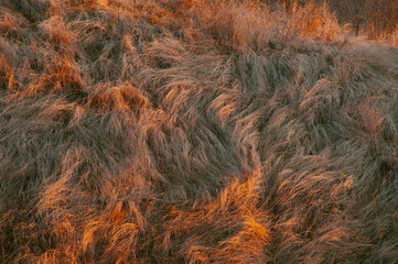 Dry grass illuminated by the sun. Autumn landscape. Evening sunset. Sunlight.