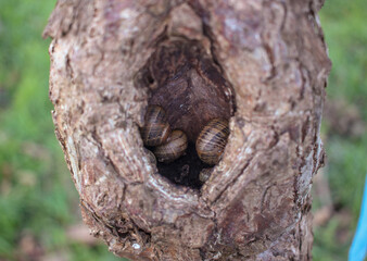 snails inside a tree