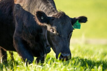 Australian wagyu cows grazing in a field on pasture. close up of a black angus cow eating grass in a paddock in springtime in australia