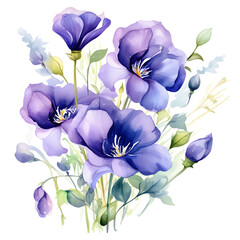 Butterfly pea, Flowers, Wtercolor illustrations