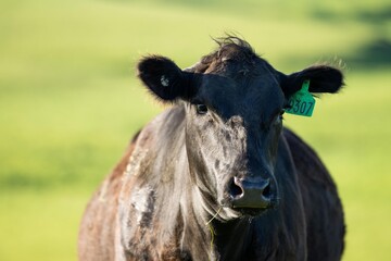 black angus cow portrait on a farm in australia