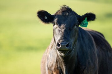 Australian wagyu cows grazing in a field on pasture. close up of a black angus cow eating grass in a paddock in springtime in australia
