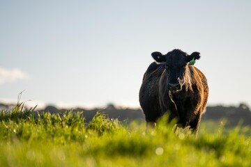 Australian wagyu cows grazing in a field on pasture. close up of a black angus cow eating grass in a paddock in springtime in australia - obrazy, fototapety, plakaty