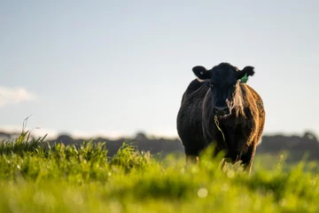 Foto op Plexiglas Australian wagyu cows grazing in a field on pasture. close up of a black angus cow eating grass in a paddock in springtime in australia © Phoebe