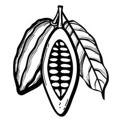 The fruits of two cocoa beans in cut and whole form with one leaf drawn with a black outline. Flat doodle style. Vector illustration.