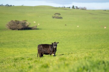 australian farming landscape in springtime with angus and murray grey cows growing beef cattle