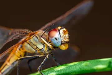 Macro shots, showing of eyes dragonfly and wings detail. Beautiful dragonfly in the nature habitat. © blackdiamond67
