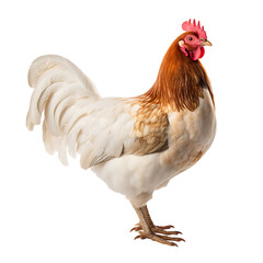 Fototapeta premium Portrait of a white chicken standing isolated on transparent background