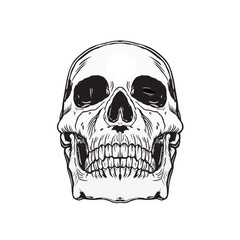 human skull illustration