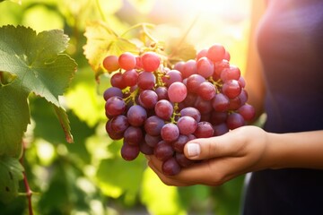 Ripe grapes in woman hands on the green garden background - obrazy, fototapety, plakaty