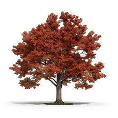 Image of northern red oak tree isolated on white background., Nature., flower. - obrazy, fototapety, plakaty
