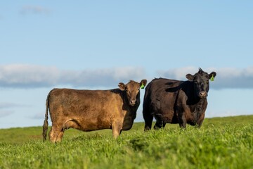 brown cow in a field on green grass