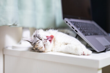 パソコンの近くであくびをしているスコティッシュフォールドの仔猫
