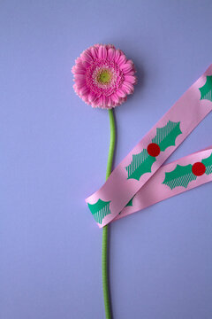 Pink flower on blue sky background, with pink funny ribbon