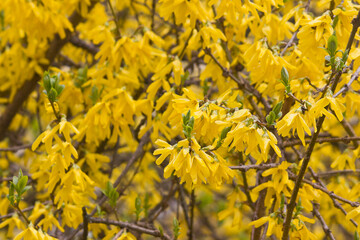 Yellow forsythia flowers close-up. A flowering forsythia bush