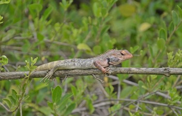 chameleon on a branch 