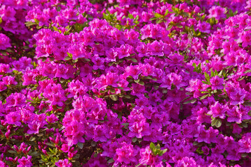 rhododendron shrubs in bloom with pink flowers in the garden