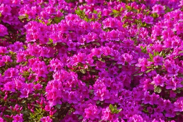 Papier Peint photo Lavable Azalée rhododendron shrubs in bloom with pink flowers in the garden