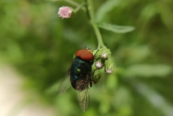 fly on leaf