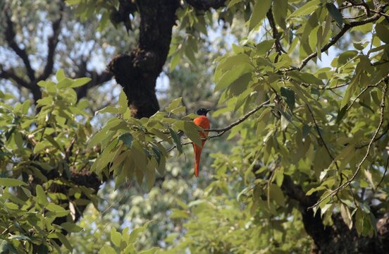 long tailed minivet on a tree at Uttarakhand 