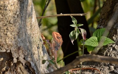 cute chameleon 