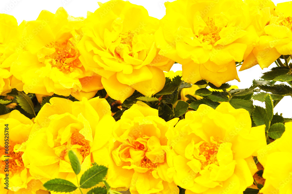 Canvas Prints Group of yellow roses.