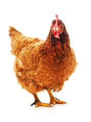 One red chicken.