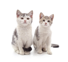 Obraz premium Two beautiful cats.