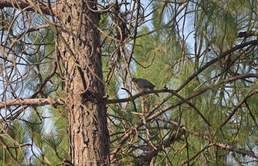 oriental turtle  dove bird on a tree branch 