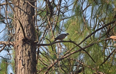 oriental turtle  dove bird on a tree branch 