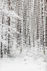 Fototapeta na wymiar winter forest landscape after heavy snowfall